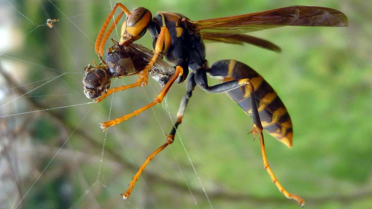 Martxan dago liztor asiarrari aurre egiteko kanpainea