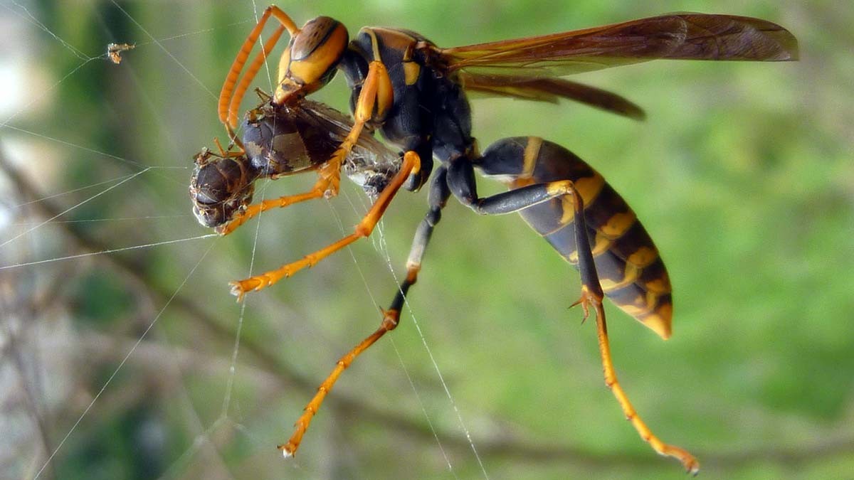 Asiako liztorren kontrako kanpainea Diman eta Zeberion