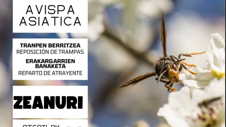 Liztor asiarraren gaineko berbaldia Zeanurin