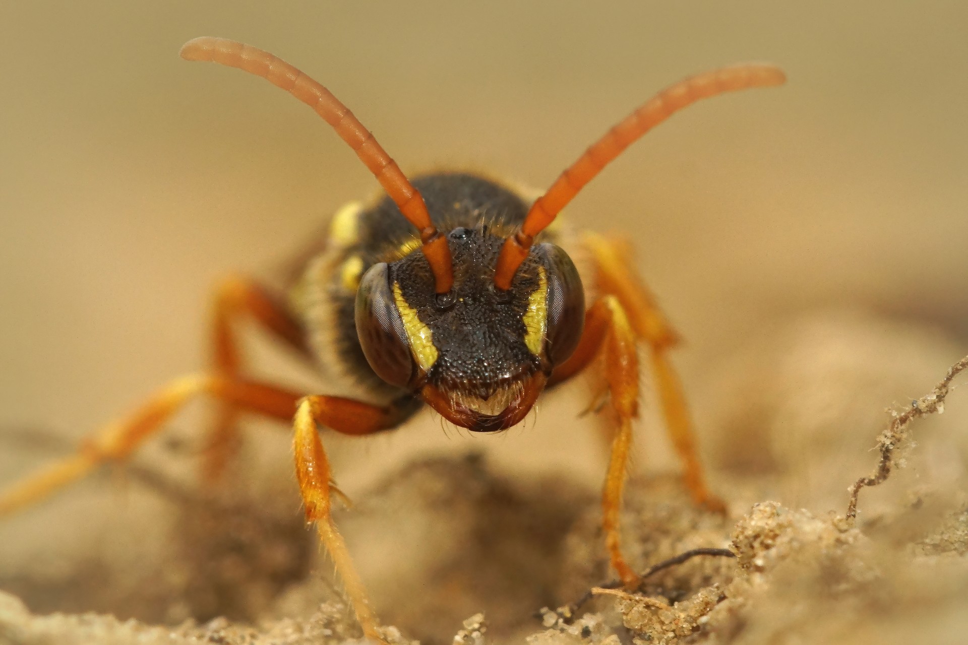 Liztor asiarraren inguruko berbaldia Igorren