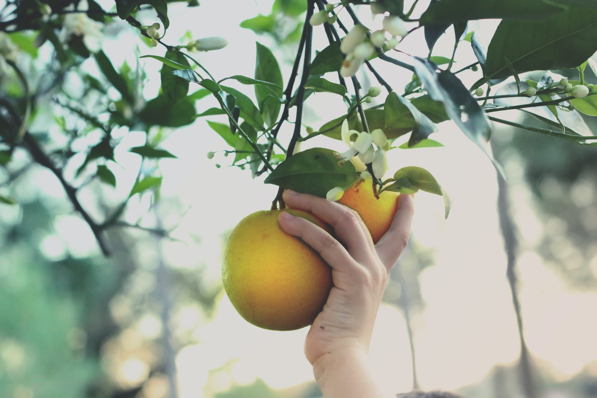 Fruta-arbolen gaineko tailerra egingo da Zeberion