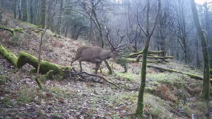 Ugaberak, lepahoriak, basakatuak, lepazuriak, azkonarrak, oreinak, basurdeak, azagariak… Kamara tranpek erakusten dabenez gure basoak bizi-bizi dagoz. Zaindu daiguzan!