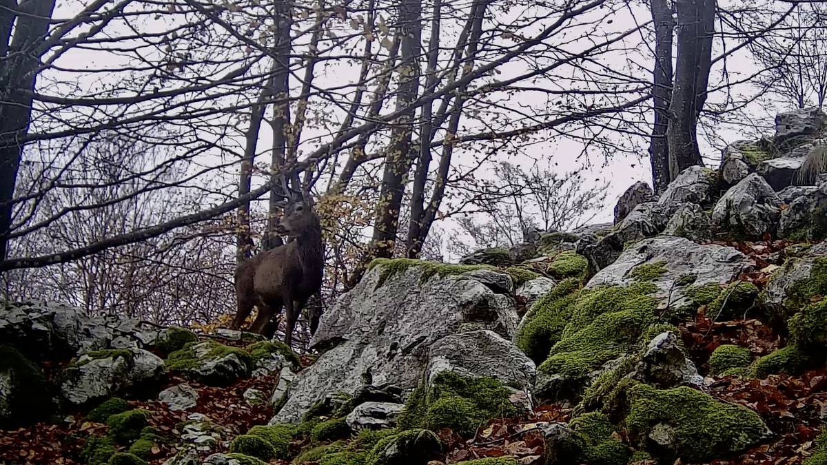 Ze animalia dabiz Gorbeiako Parke Naturaletik udagoienean?