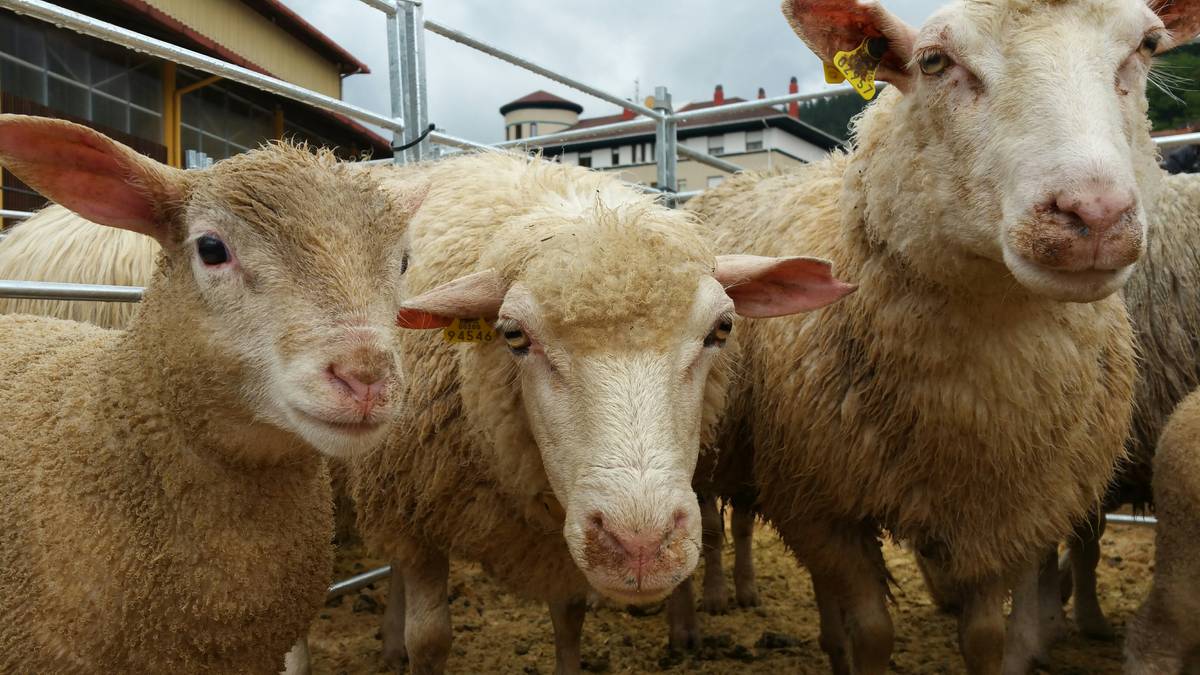 Diman Artisau, Nekazari eta Ganadu Azokea egingo da zapatuan