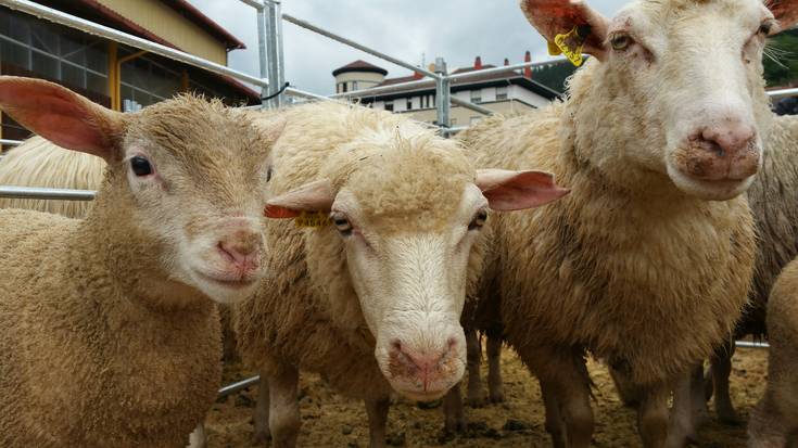 Diman Artisau, Nekazari eta Ganadu Azokea egingo da zapatuan