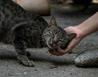 Arteako kaleko katuak jagoteko bolondres bila dabil Udala