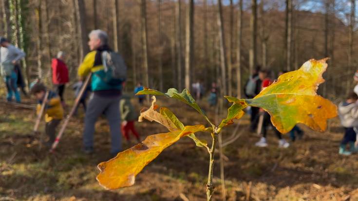 Bertoko espezieen 300 zugatz landatu ditue Areatzako Zugatz Egunean