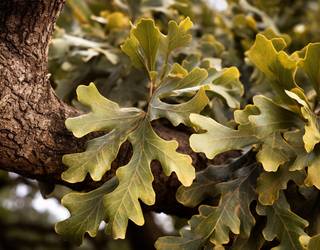 Lemoak 200 haretx banatuko ditu Basoen Nazinoarteko Egunean