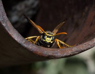 Liztor asiarraren inguruko berbaldia Zeanurin