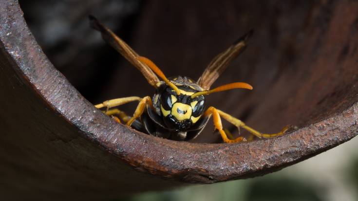 Liztor asiarraren inguruko berbaldia Zeanurin