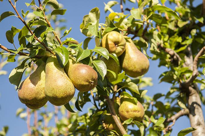 Fruta-arbolak inausteko tailerra eskainiko da Zeberion