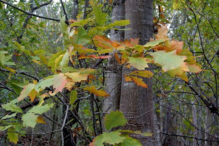 Bertoko zugatzak ezetuteko bisita gidatua Igorren