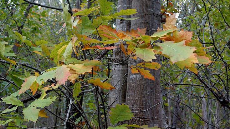 Bertoko zugatzak ezetuteko bisita gidatua Igorren